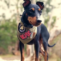 PETHAUS SCOUT DOG BANDANA